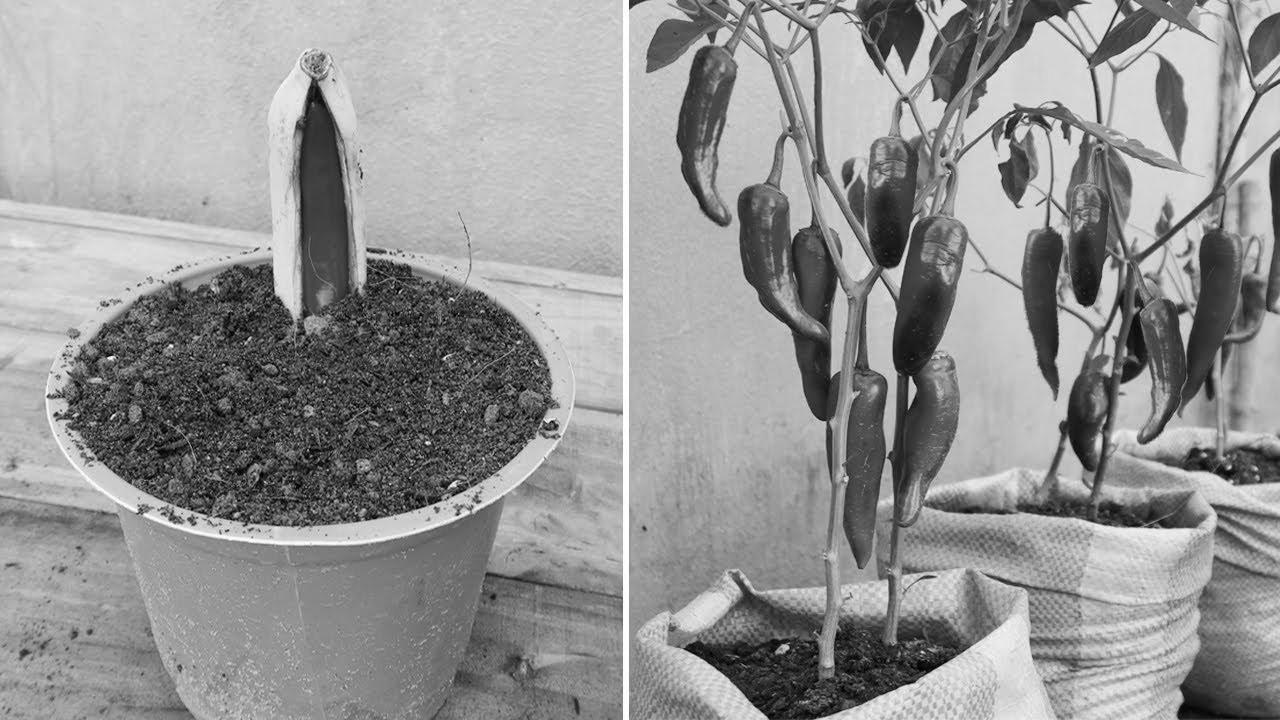 New gardening technique |  The right way to propagate chili peppers in bananas