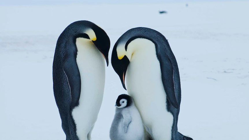 Emperor penguin at severe danger of extinction as a consequence of climate change