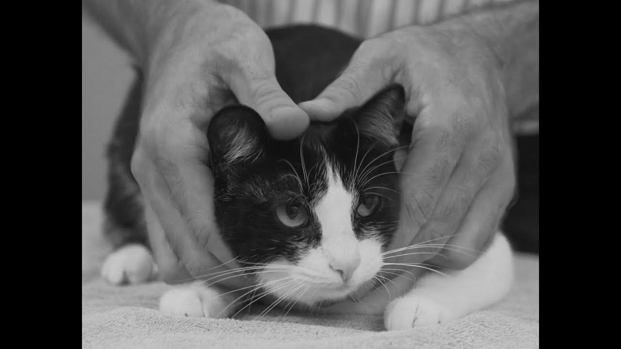 Find out how to pick up a cat like a professional – Vet advice on cat dealing with.