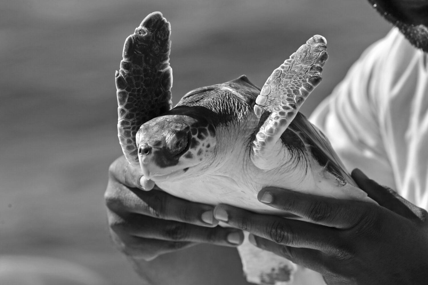 Endangered sea turtle nest {found|discovered} at Galveston Island State Park for {the first|the primary} time in a decade – Houston Public Media