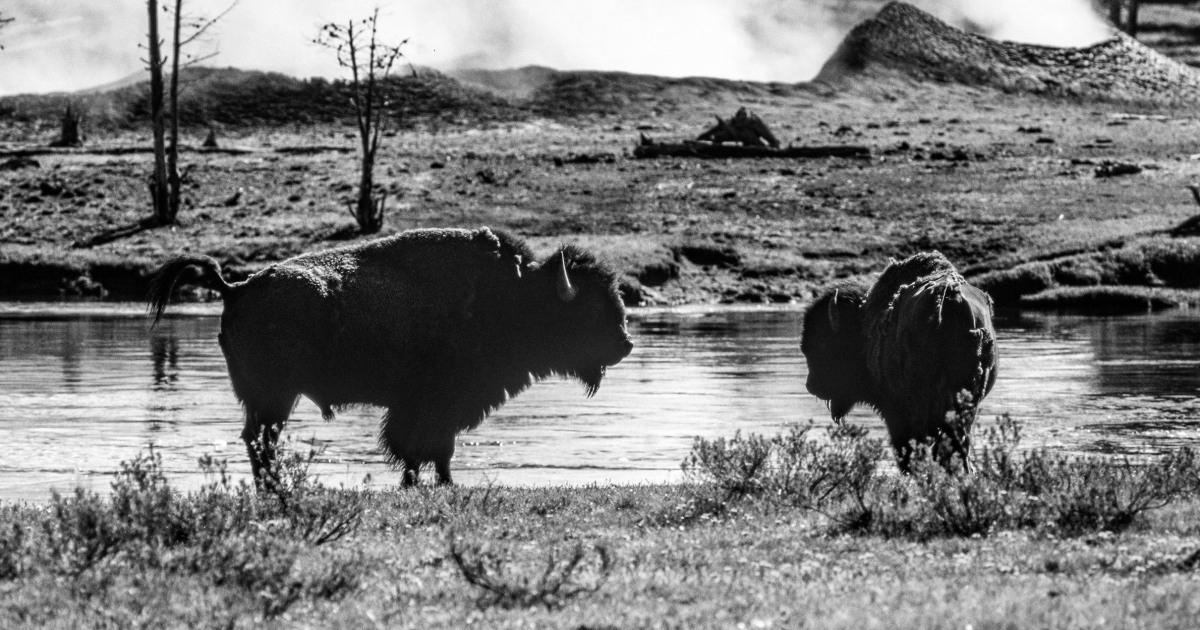 Bison gores Yellowstone {visitor|customer}, tosses her 10 {feet|ft|toes}, park {officials|officers} say